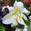 play Petunia Jigsaw