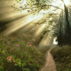 play Sunny Forest Find Numbers
