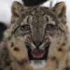 play Snow Leopard Slider