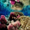 play Coral Reef Jigsaw