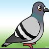 Pigeon Jigsaw Puzzle