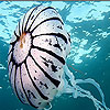 play Mushroom Jellyfish Puzzle