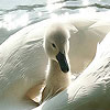 play Big White Duck Puzzle