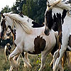play Cute Spotted Horses Slide Puzzle
