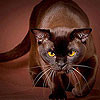 play Wild Brown Cat Slide Puzzle