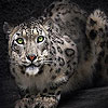 play Best White Tiger Puzzle