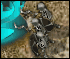 play Eternal Battle