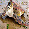 play Big Sea Turtle Slide Puzzle