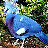 play Blue Parrot Slide Puzzle