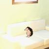 play Friendly Pets Escape