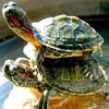 play Funny Turtles
