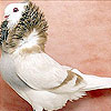 play King Bird Slide Puzzle