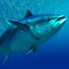play Tuna Tower Defense