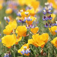 play Wildflowers Find Numbers