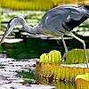 play Hungry Heron Puzzle