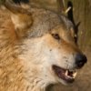 play Wolf Slider