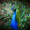 play Beautiful Peacock