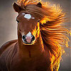 play Wild Big Horse Slide Puzzle