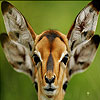 play Confused Deer Puzzle