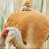 play Mother And Baby Bird Slide Puzzle