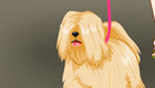 play Dress Up Games : Puppy Walking Dress Up