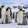 Emperor Penguins