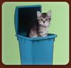 play Tabby Trash