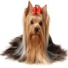 play Yorkshire Terrier Jigsaw