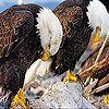 play Sleepy Eagles Slide Puzzle