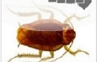 play Blattodephobia