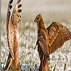 play Quarrelsome Birds Puzzle