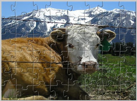 play Alpine Cow Jigsaw