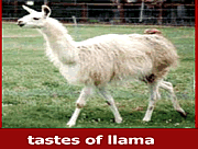 play The Llama Song