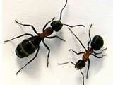 play Ant Arena