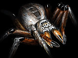 play Arachnid Wars 1.5