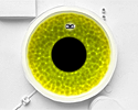 play The Eye Of Sisyphus