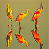 play Orange Herons Slide Puzzle