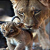 play Cat Family Slide Puzzle