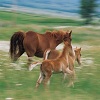 play Horse Family Jigsaw Puzzle