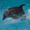 play Dolphin Slider