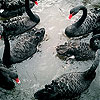 play Black Swans Family Slide Puzzle