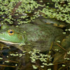 Bullfrog Jigsaw Puzzle