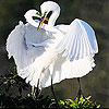 play Fighter Birds Slide Puzzle