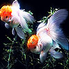 play Orange Fishes Slide Puzzle