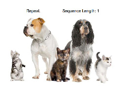 play Dog And Cat Memory