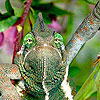 play Big Green Chameleon Puzzle