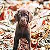 play Minuscule Dog Slide Puzzle