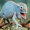 play Ugly Iguana Slide Puzzle