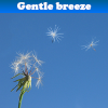 Gentle Breeze 5 Differences