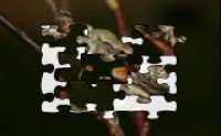 play Frog Puzzle 2